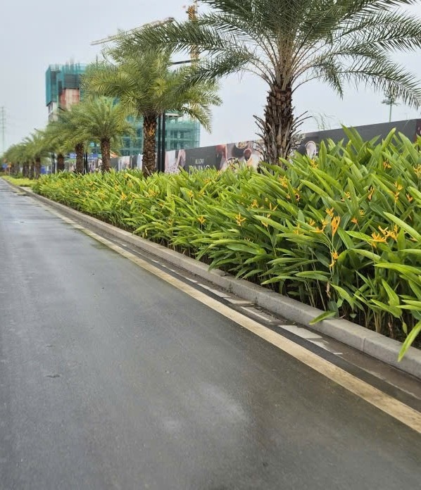 duong Lien Phuong TP.HCM anh 4