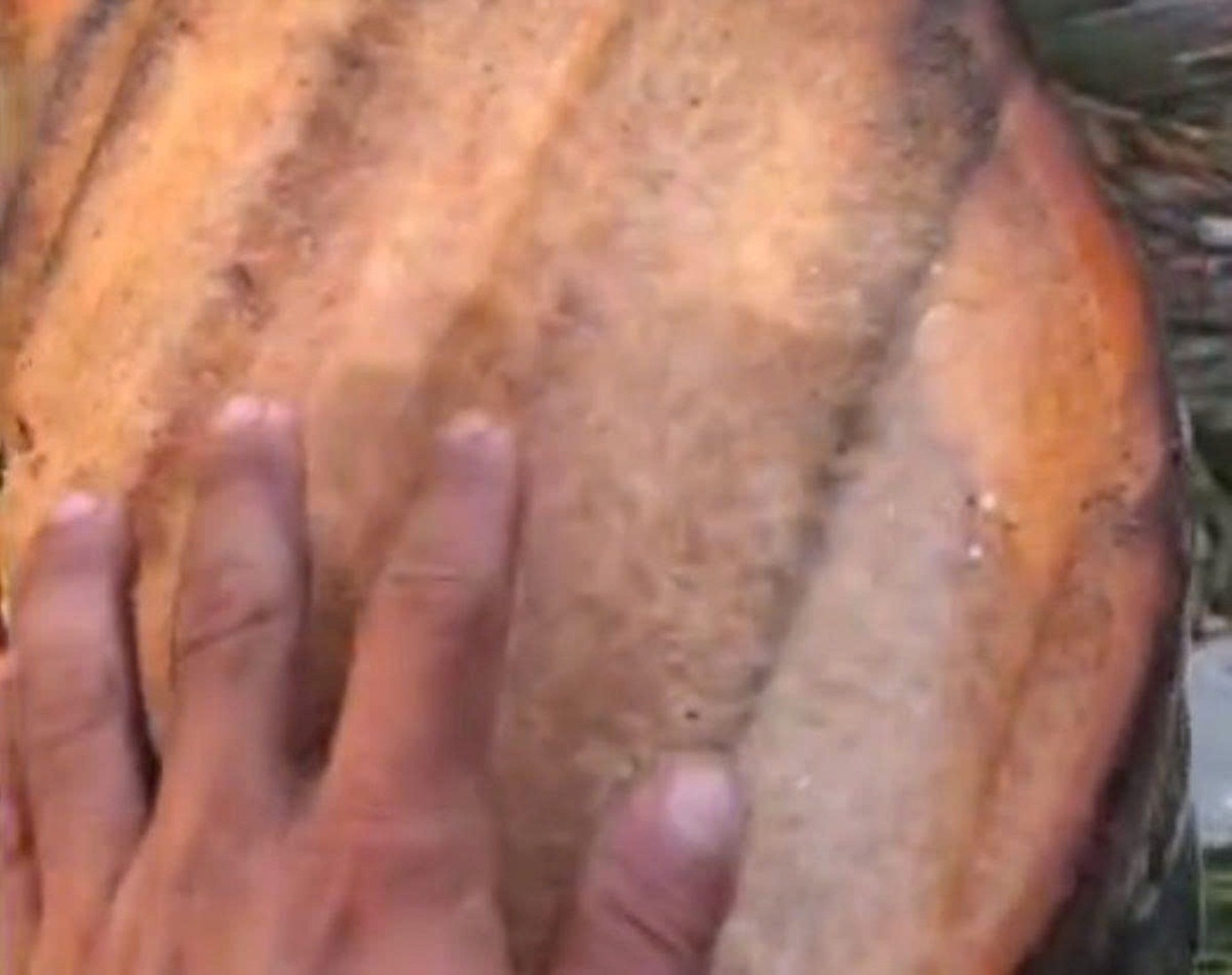 Thuc hu clip 6 trieu view ‘ton bay cat dut cay dua’ hinh anh