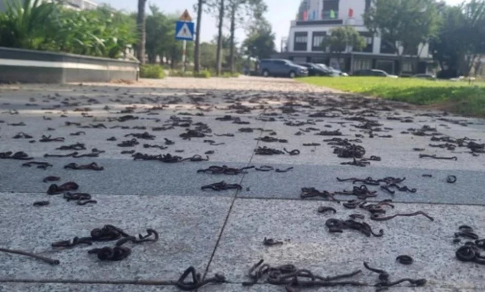 Kinh hai hang nghin con giun dat bo len via he, chet kho hinh anh