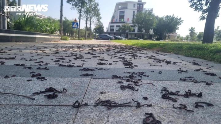 Giun dat bo lon nhon anh 1