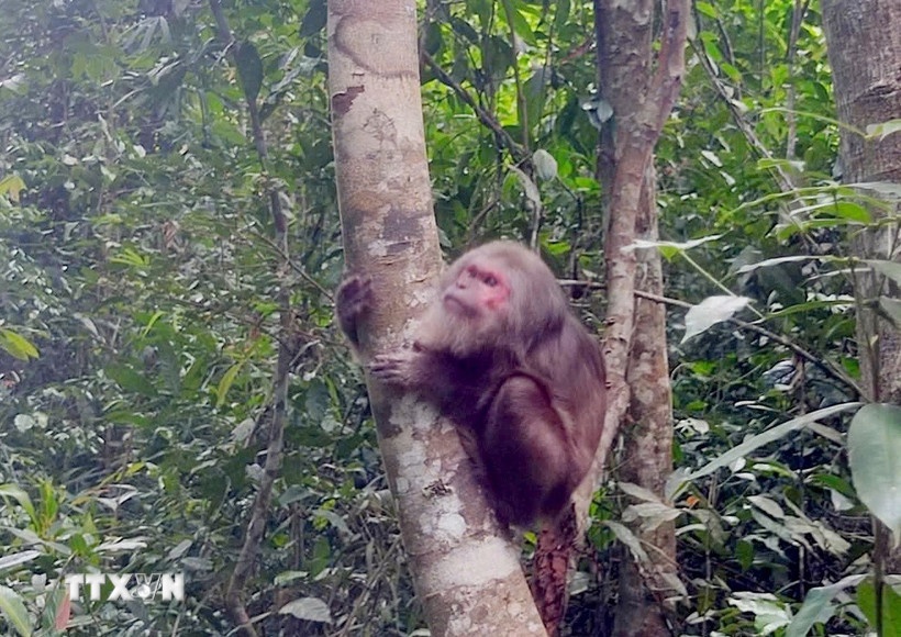 Khi quy hiem Nghe An anh 1