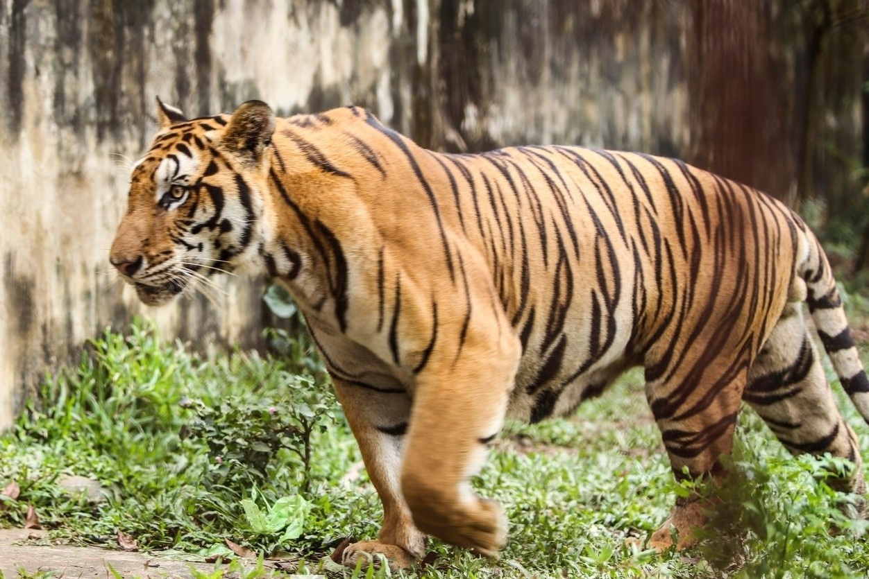 Len phuong an chuyen dan ho 9 con nuoi trai phep ra vuon thu Ha Noi hinh anh