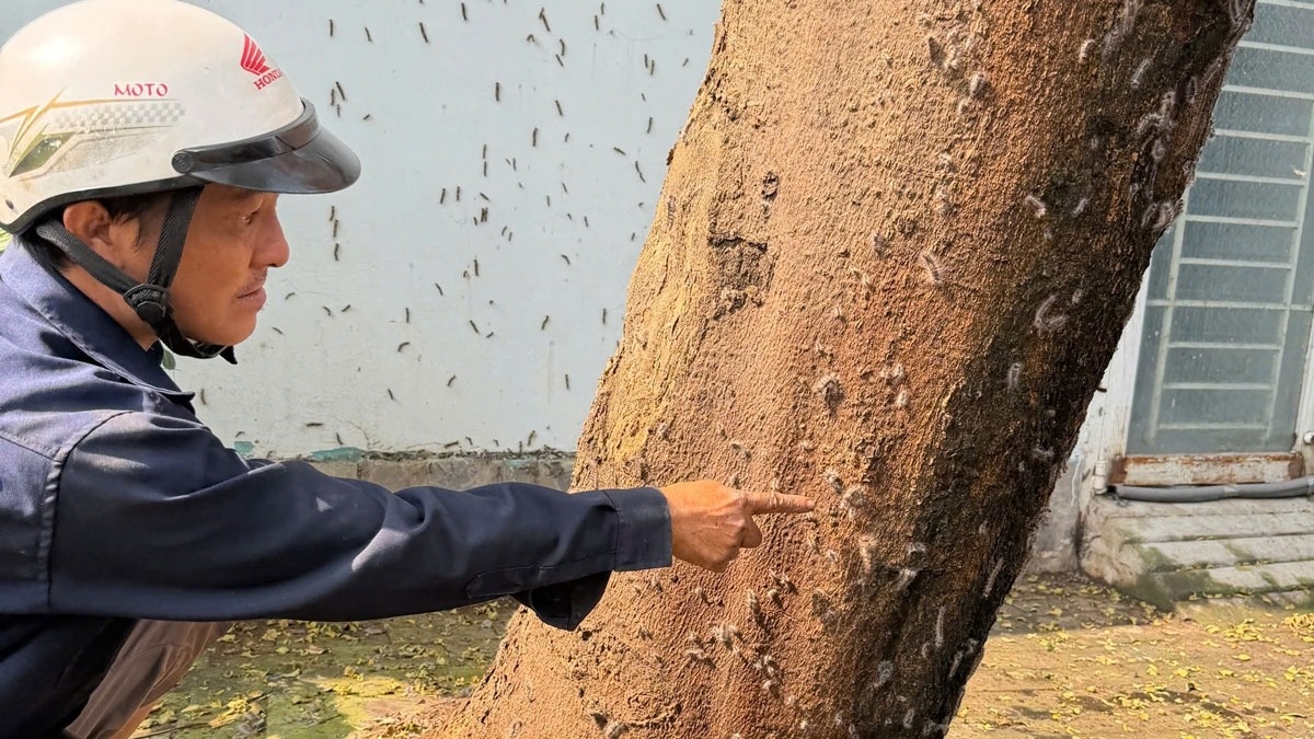 Sau rom bo luc nhuc trong khu dan cu o TP.HCM hinh anh