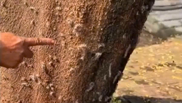 Video sau rom bo khap noi hinh anh