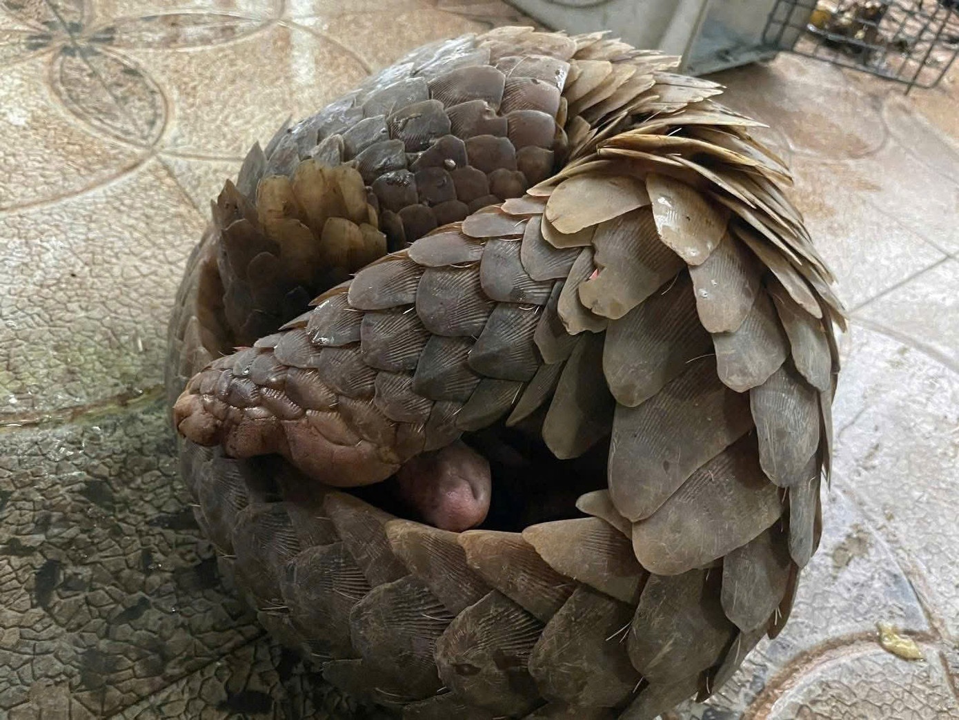 Te te Java va tran dat quy hiem bo vao nha dan hinh anh