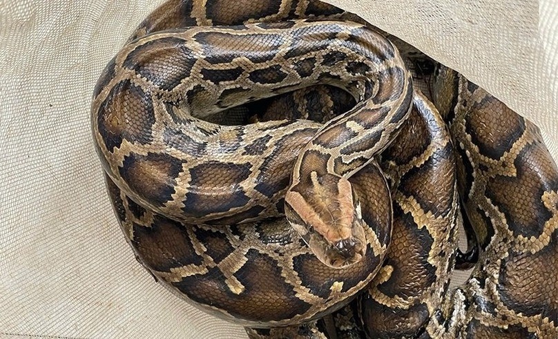 Te te Java quy hiem anh 3