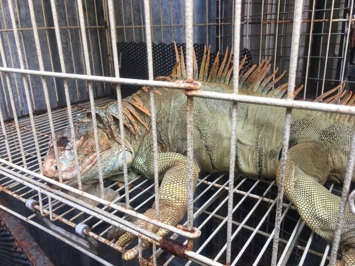 Phat hien 75 con rong Nam My o TP.HCM hinh anh