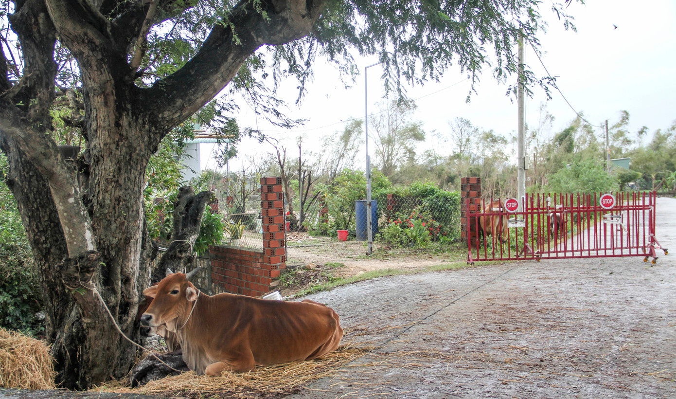 Lu xe de Gia Lai anh 2