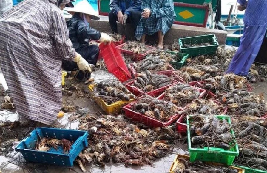 20 trieu con tom hum chet, nghe nuoi tom hum Dak Lak 'gan nhu xoa so' hinh anh