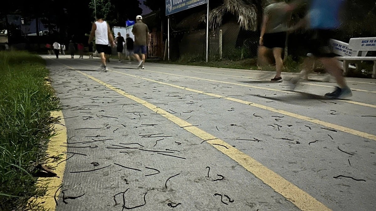 Ly giai vu giun dat bo len mat duong o Dong Nai hinh anh