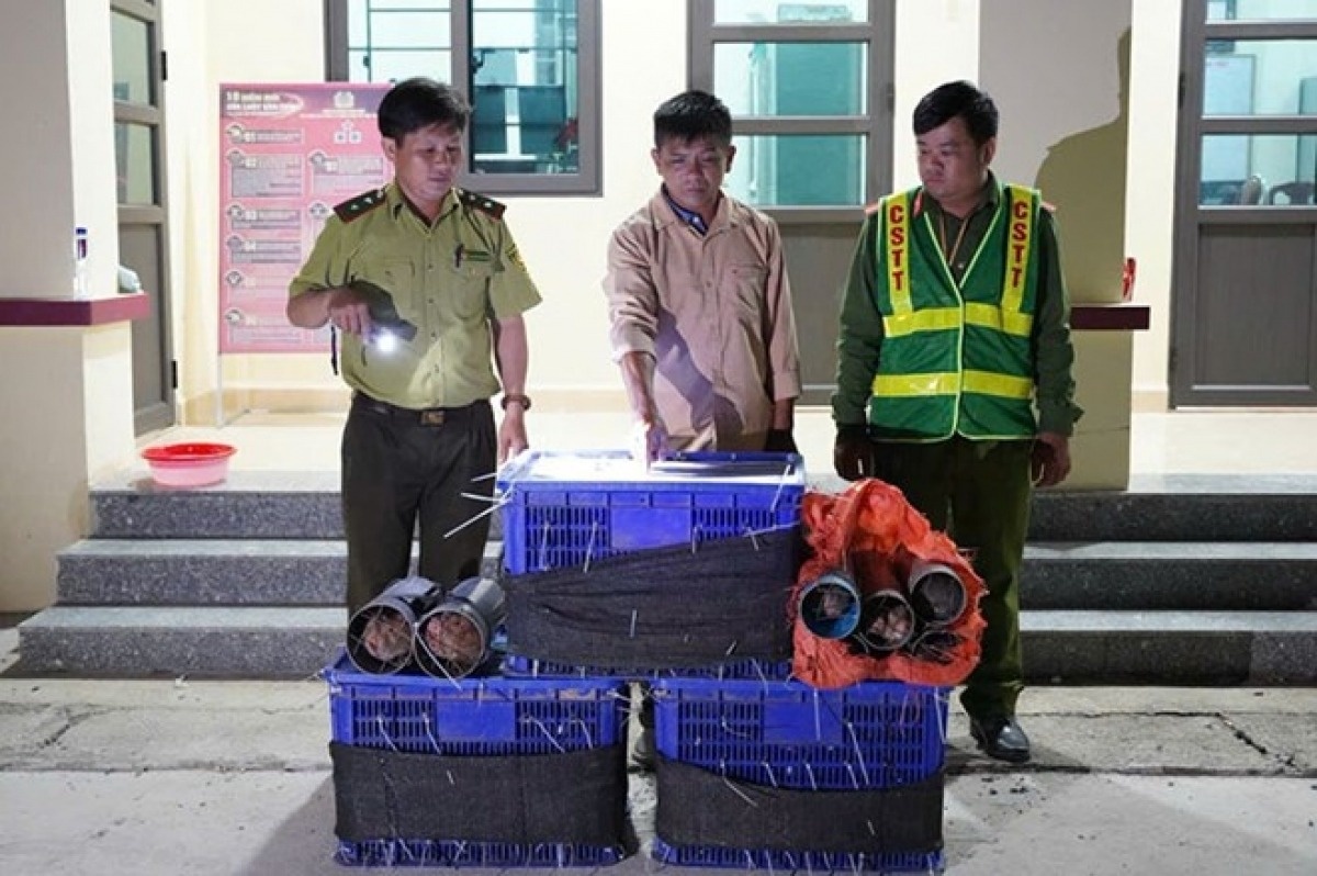 Van chuyen dong vat hoang da bi xu phat the nao? hinh anh