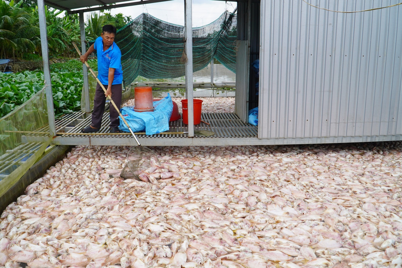 Vi sao hon 74 tan ca chet bat thuong o Can Tho? hinh anh