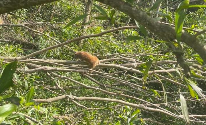 Cu li quy hiem Loricidae anh 3