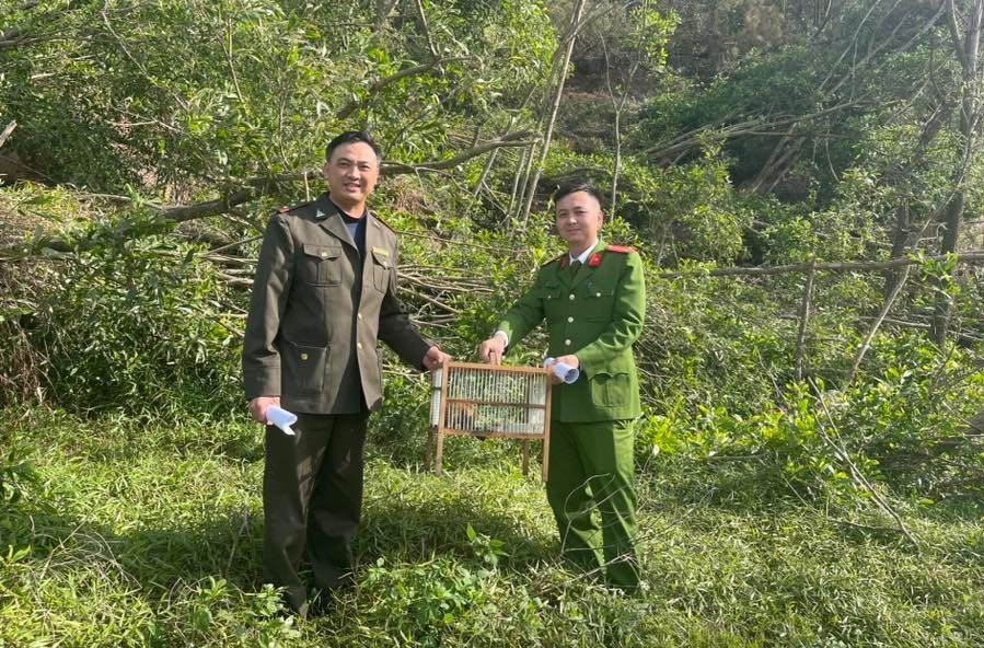 Cu li quy hiem Loricidae anh 4