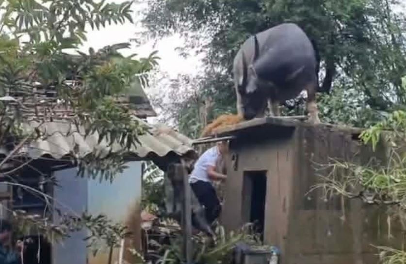 Hy huu trau 'cho' chu tren mai nha sau lu hinh anh