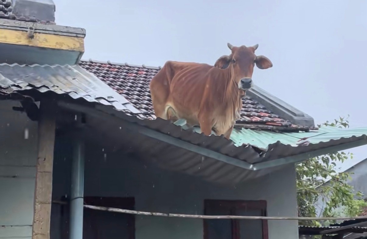 Trau tren mai nha anh 2