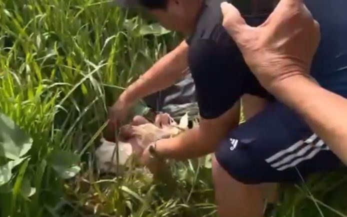 Nghe tieng khoc, phat hien be so sinh trong bui co o TP.HCM hinh anh