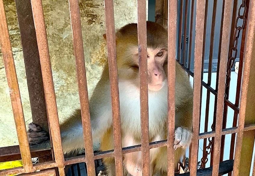 Khi vang quy hiem di lac, pha do dac trong nha dan hinh anh