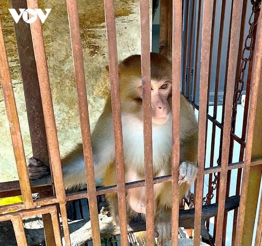 Khi vang quy hiem anh 2