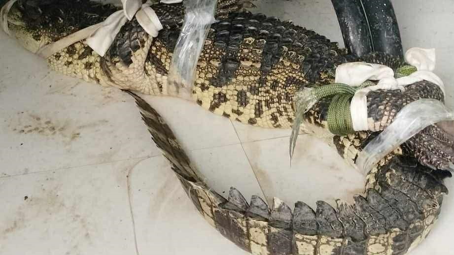 Nguoi dan vay bat ca sau dai gan mot met o Ca Mau hinh anh