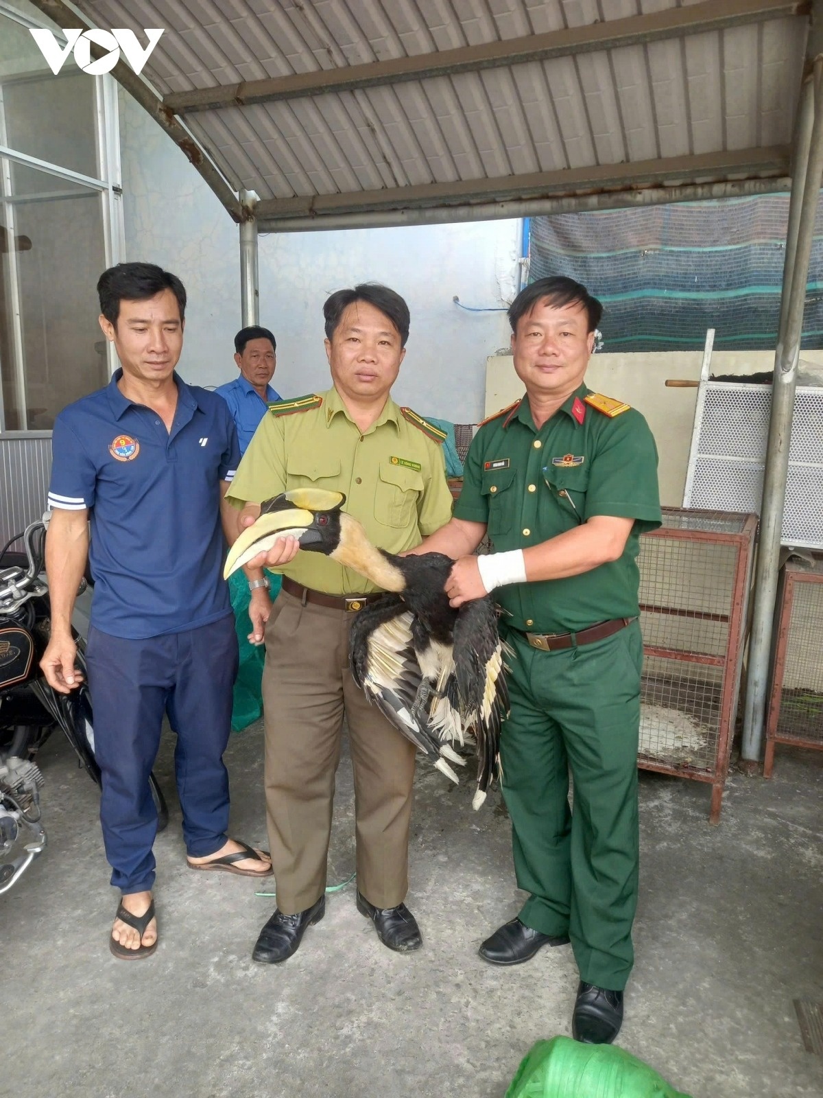 Chim Hong Hoang anh 1