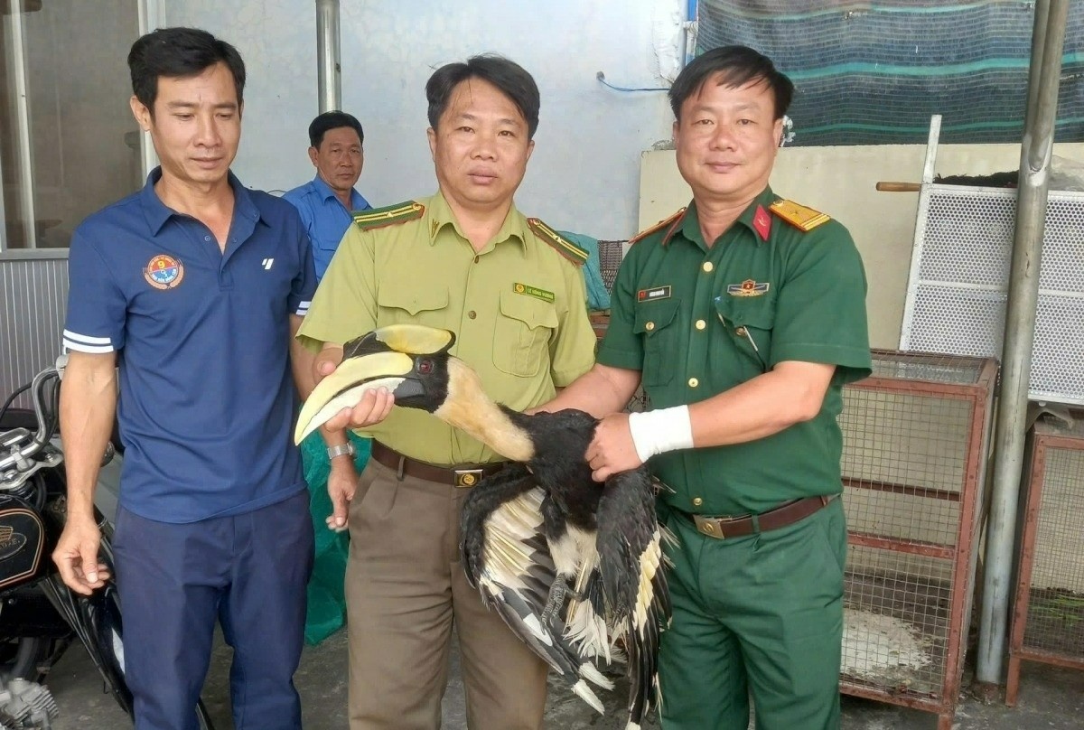 Nguoi dan giao nop ca the chim Hong Hoang quy hiem hinh anh