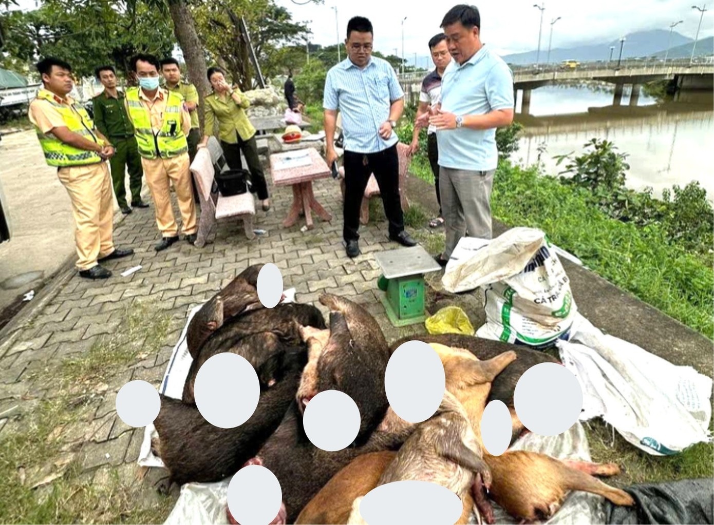 Phat hien xe khach cho nhieu bao tai chua thit nghi dong vat hoang da hinh anh