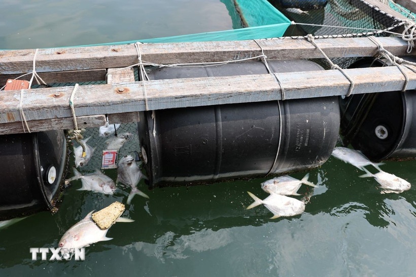 Ca chet Cha Va TP.HCM anh 1