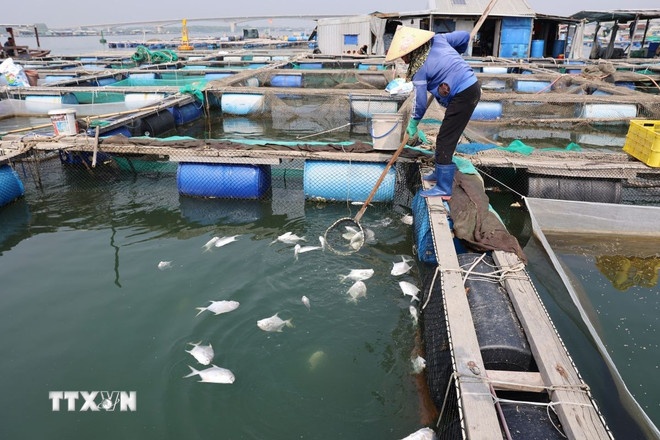 Ca chet Cha Va TP.HCM anh 2