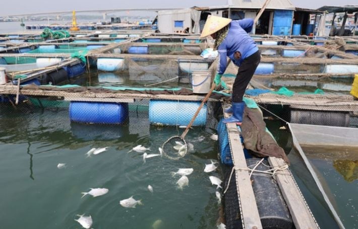 Ca chet hang loat tren song Cha Va o TP.HCM hinh anh