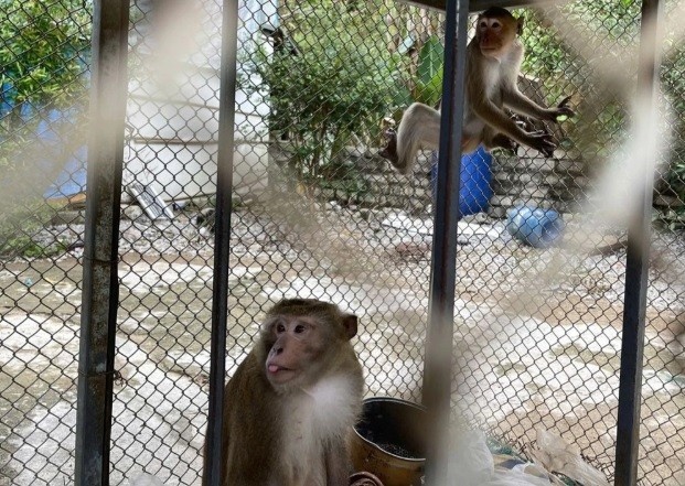 Nop lai hai ca the khi quy hiem o Thanh Hoa hinh anh