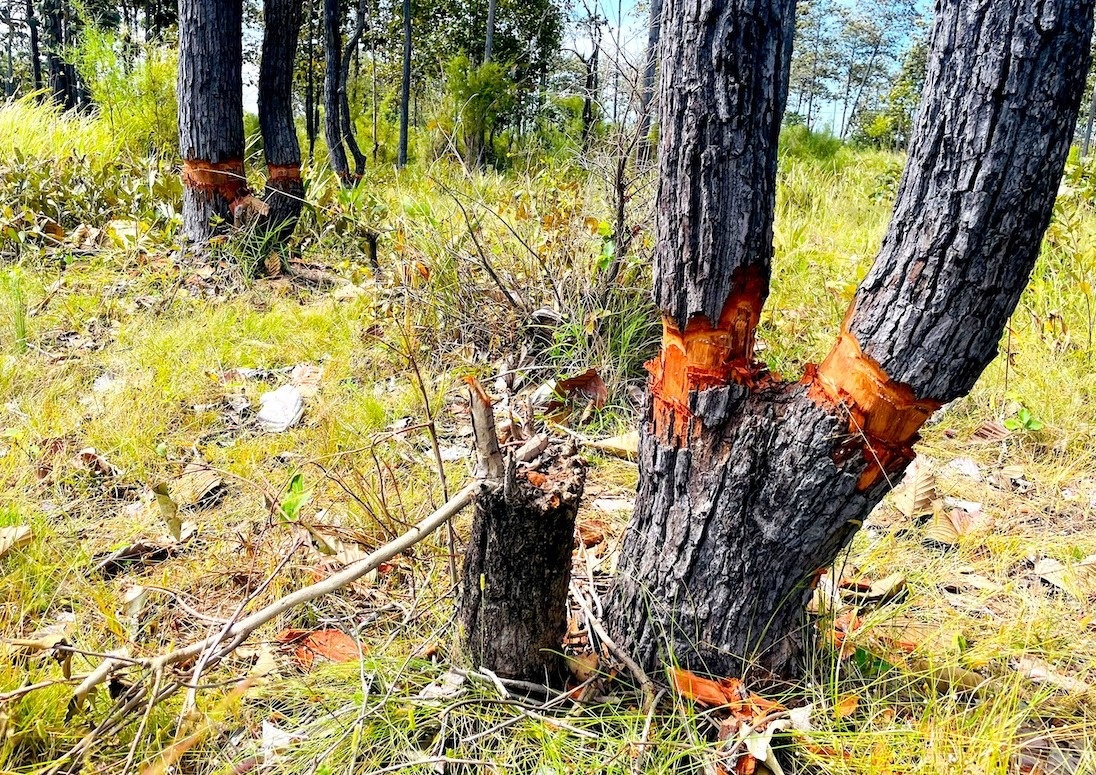 Giao cong an dieu tra vu ca canh rung bi chat quanh goc, chet dan hinh anh