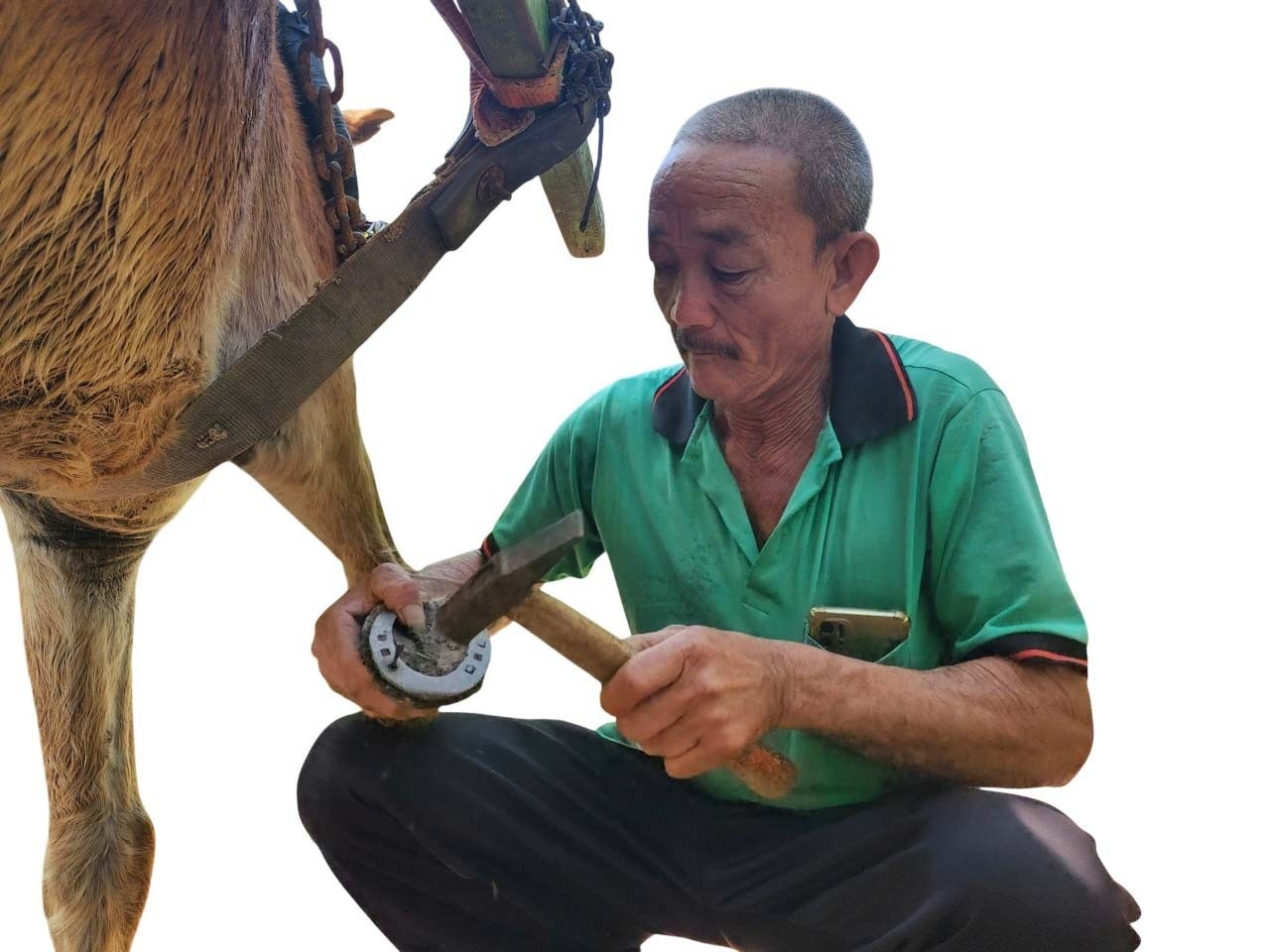 Chuyen it biet ve nguoi lam nail cho ngua cu lao hinh anh