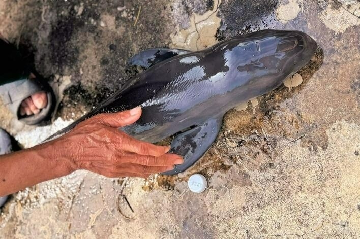 Ca voi chet troi dat vao bo bien Gia Lai hinh anh