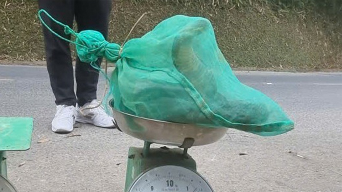 Khoi to vu an van chuyen ran ho mang chua trai phep o Thai Nguyen hinh anh