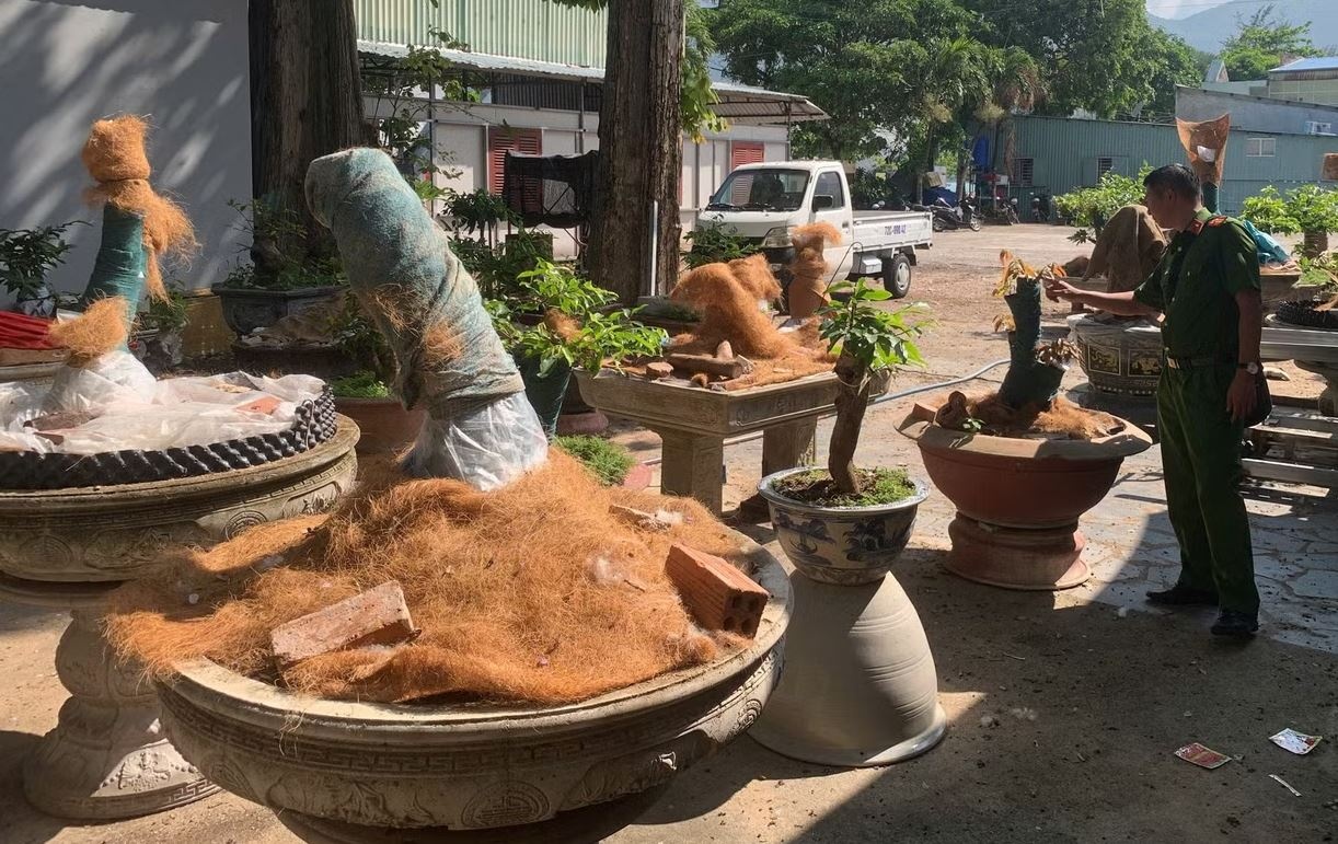 Tich thu 42 cay mai vang khong ro nguon goc o Con Dao hinh anh