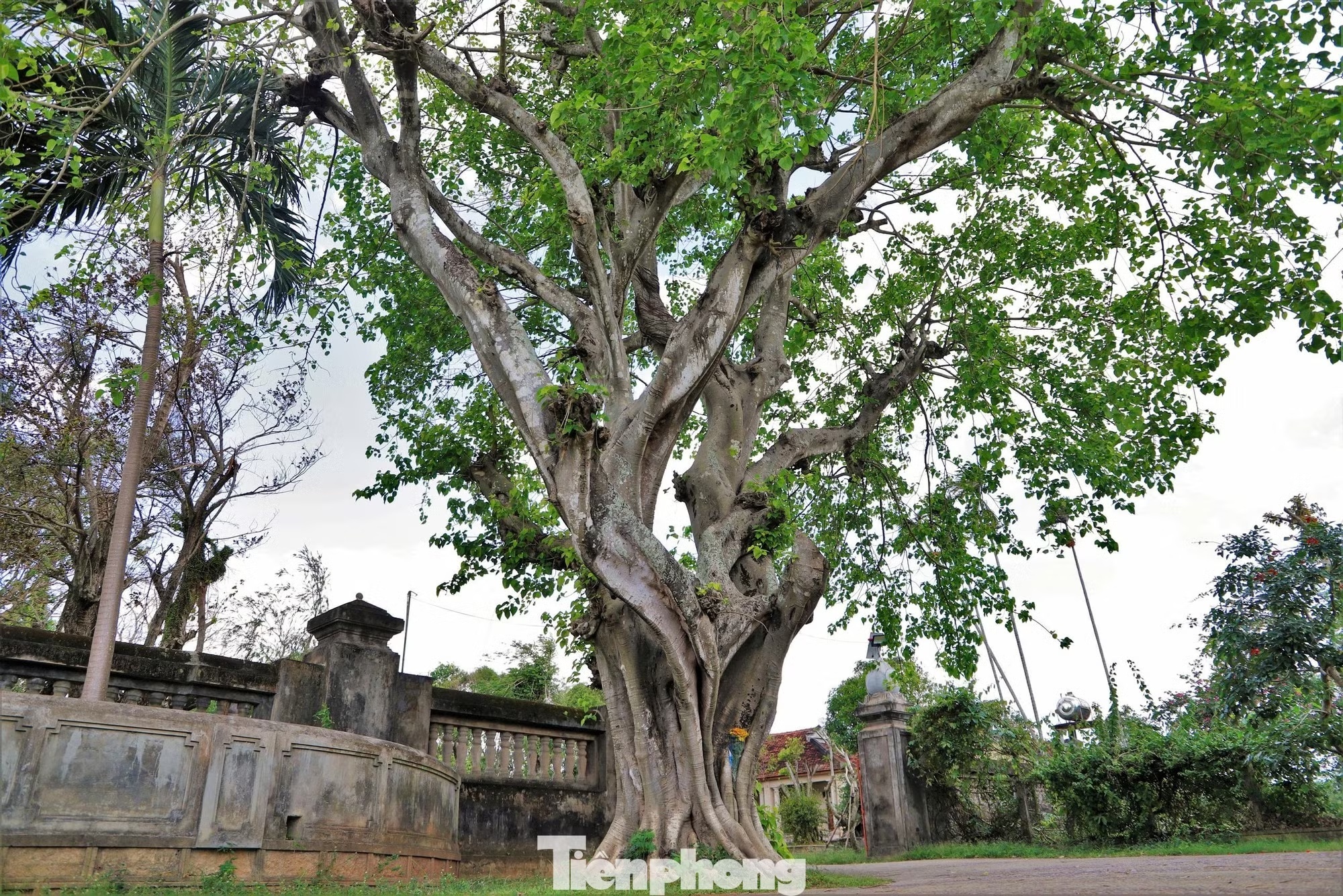 Đại tạng kinh ảnh 5 Dai tang kinh anh 5