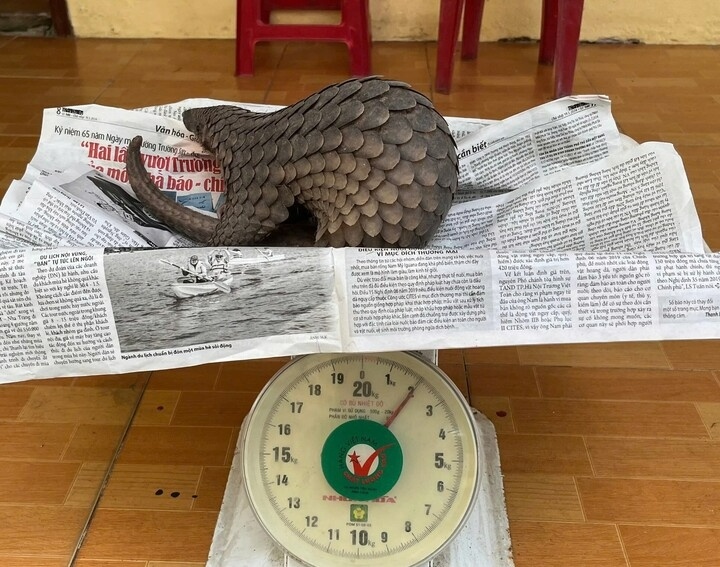 Phat hien te te quy hiem bo vao vuon nha dan o Da Nang hinh anh