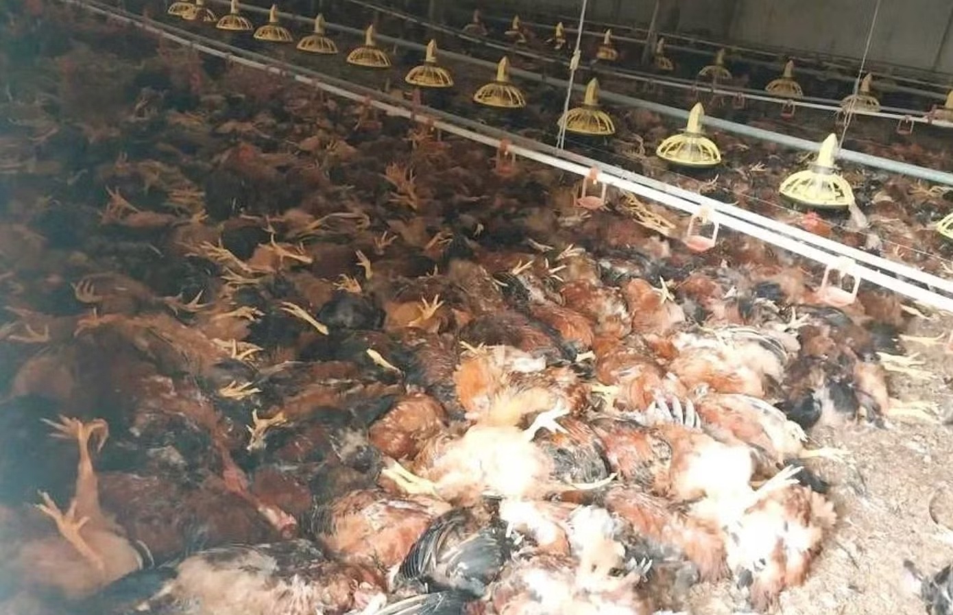 Video trang trai ga hon 5.000 con chet do chap dien. hinh anh