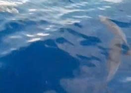 Dan ca heo tung minh nhay mua tren bien xanh o Gia Lai hinh anh