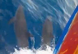 Clip dan ca heo boi tung tang truoc mui tau cua nguoi dan o tinh Gia Lai hinh anh