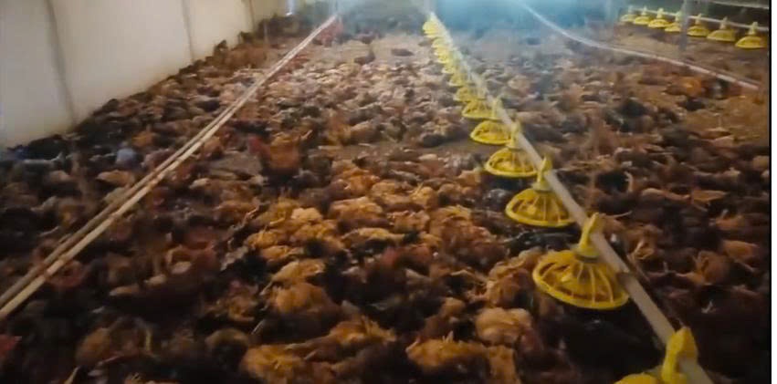 Chap dien khien trang trai ga hon 5.000 con chet ngat hinh anh