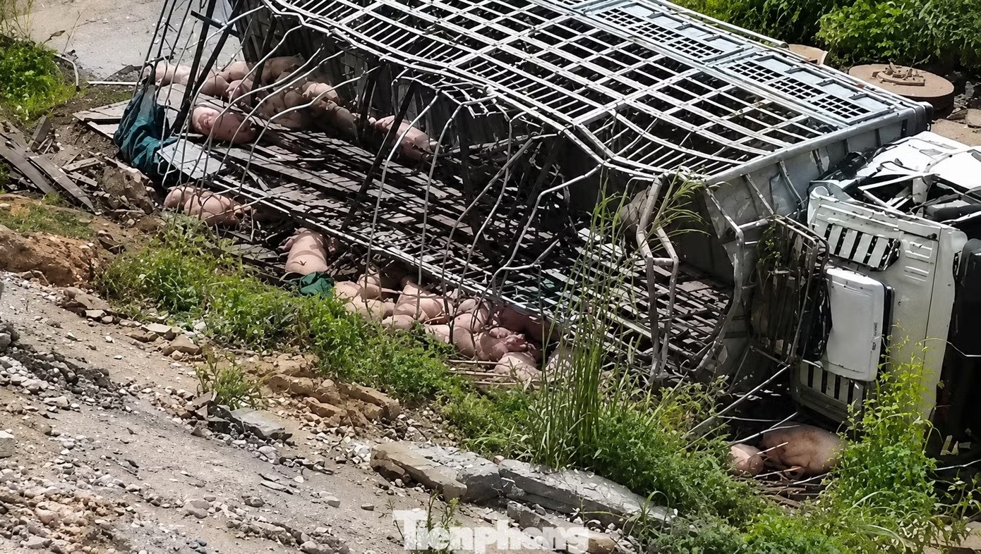 Xe tai cho gia suc mat lai tren cao toc, thiet hai hon nua ty dong hinh anh