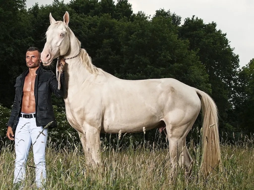 Giong ngua 'dat vang' quy hiem nhat hanh tinh hinh anh