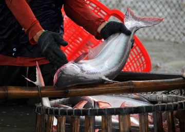 Vinh Hoan bao lai quy I giam do gia cuoc container tang hinh anh