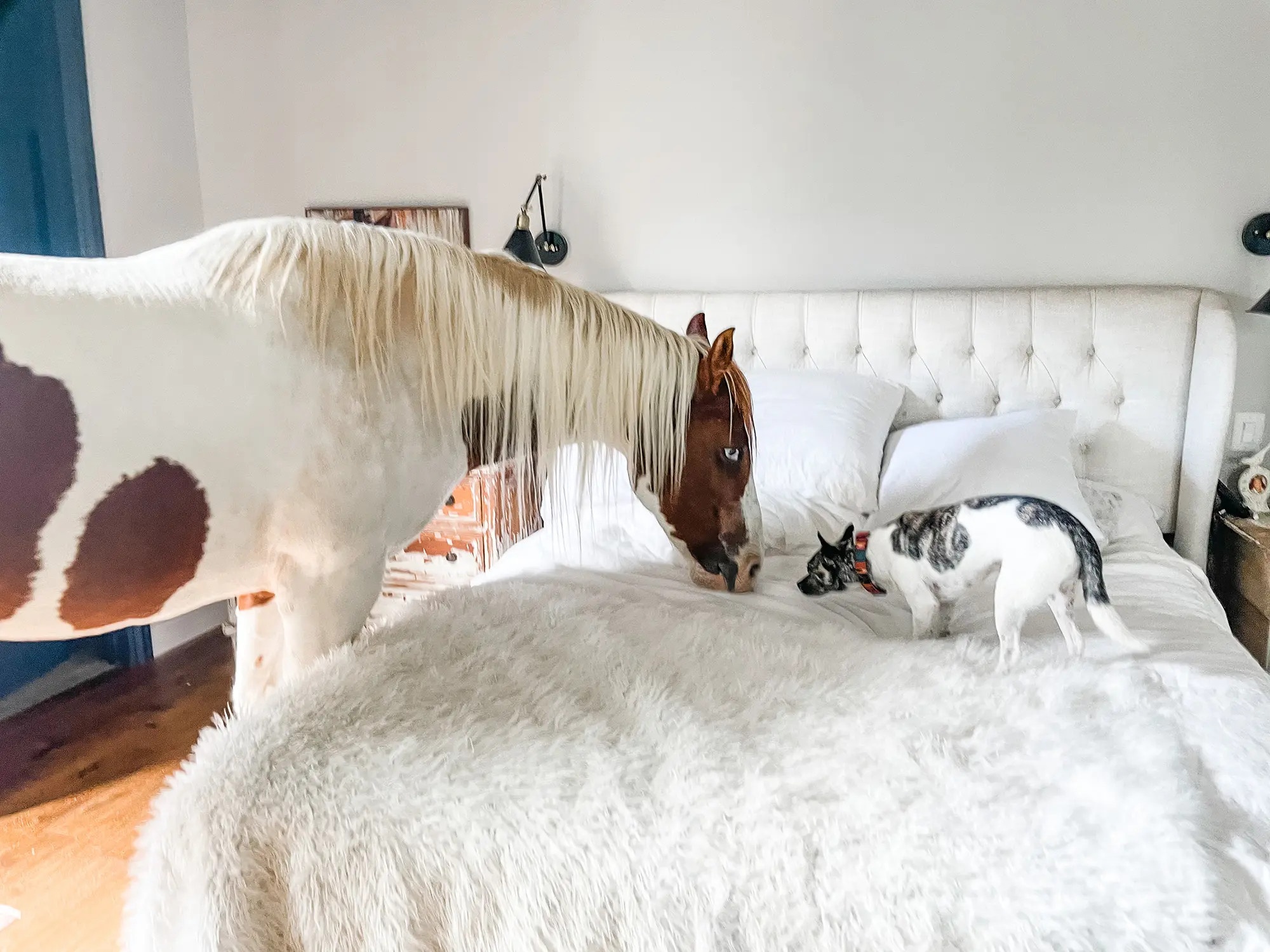 Nuoi gia suc trong nha anh 1