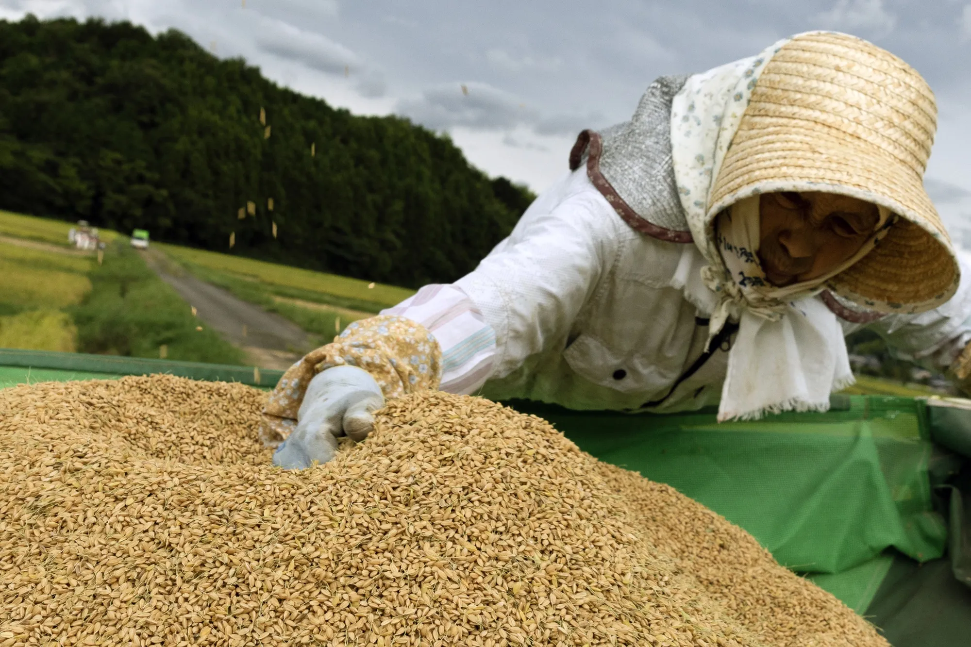 Chau A mua hang nghin tan gao My hinh anh