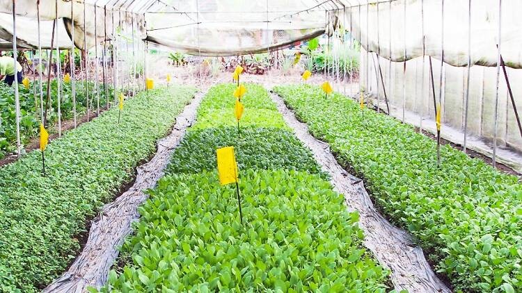 Trang trại  ảnh 4 Trang trai anh 4