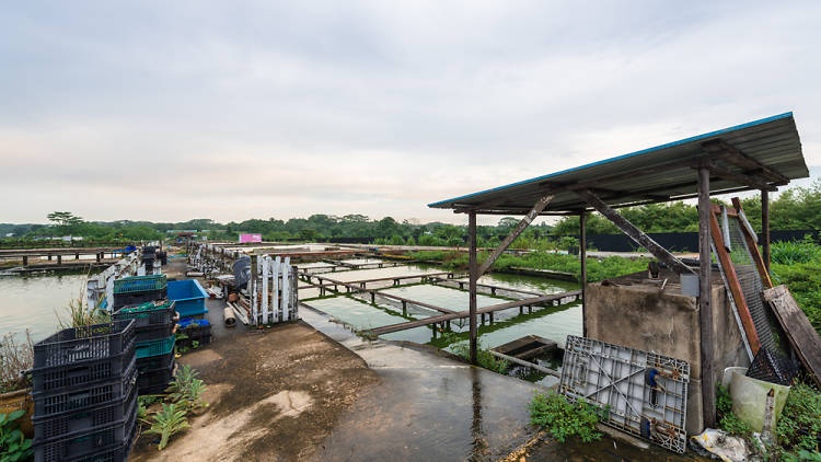 Trang trại  ảnh 9 Trang trai anh 9