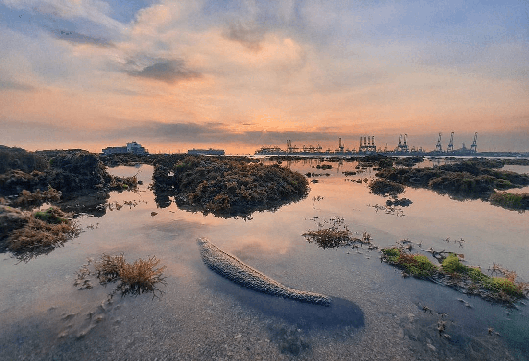 Bai bien o Singapore anh 6